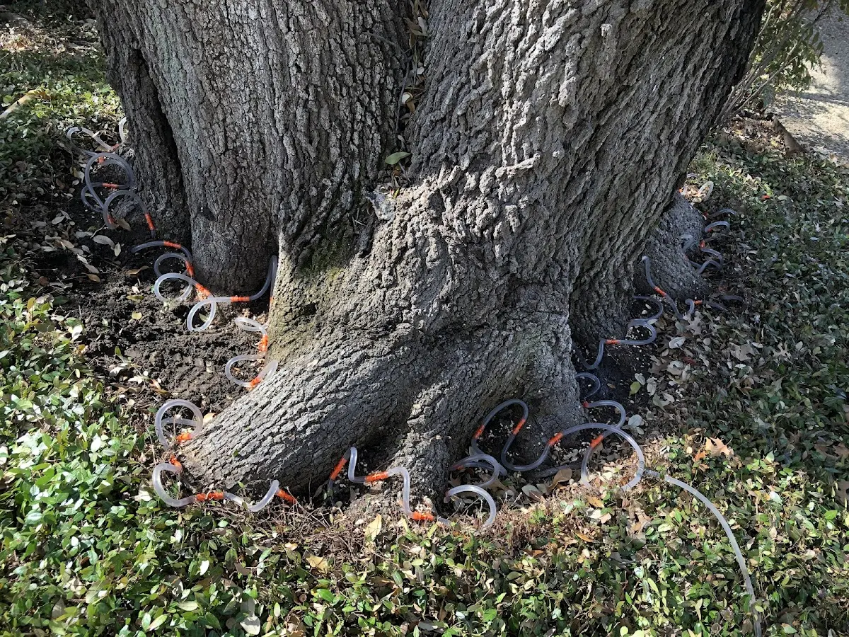 Detailed Tree Cabling and Bracing job site in Bowdoin