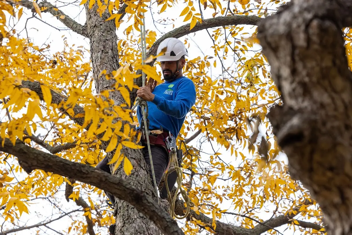 Skilled Tree Pruning crew working in Bowdoin